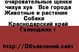 очаровательные щенки чихуа-хуа - Все города Животные и растения » Собаки   . Краснодарский край,Геленджик г.